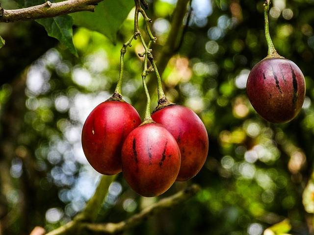 Manfaat terong belanda. Sumber: Pixabay/ marvinbla