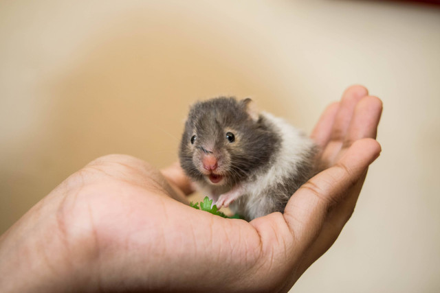 Ilustrasi Hamster Bisa Terkena Rabies. Foto: dok. Finney (Unsplash)