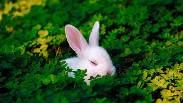 Ilustrasi kelinci anggora. Sumber foto: Unsplash