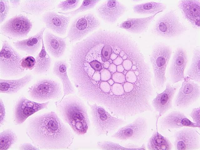 illustrasi fungsi membran plasma. sumber: unsplash.com