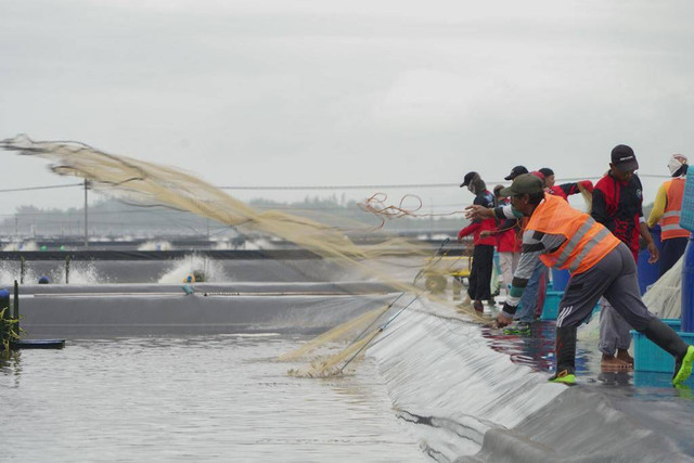 Pekerja memanen udang di tambak budidaya udang berbasis kawasan (BUBK) milik Kementerian Kelautan dan Perikanan di Kebumen, Jawa Tengah. Foto: Dok. KKP
