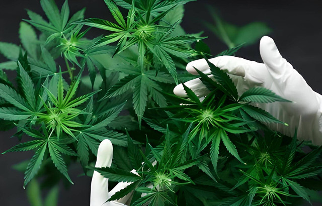 Sejumlah besar bunga ganja tangan konsep karyawan Medetsinsky budidaya berlimpah. Foto: Dmytro Tyshchenko/Shutterstock