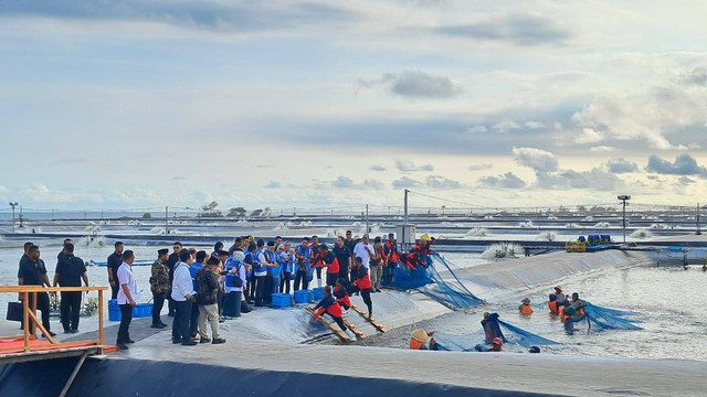Wapres Ma'ruf Amin didampingi Menteri KKP Wahyu Trenggono panen udang perdana di Taman Budidaya Udang Berbasis Kawasan di Kebumen.  Foto: Annisa Thahira Madina/kumparan
