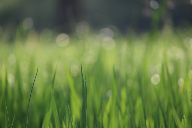 Ilustrasi manfaat rumput belulang. Foto: Unsplash. 