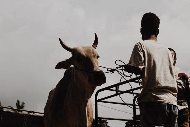 ilustrasi cara menjatuhkan sapi kurban. unsplash/Alwi