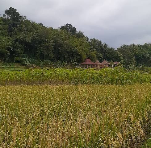dokumentasi pribadi: pemandangan sawah, pendopo, dan cottage