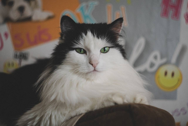 Penyebab Pup Kucing Berdarah dan Cara Mengatasinya | kumparan.com