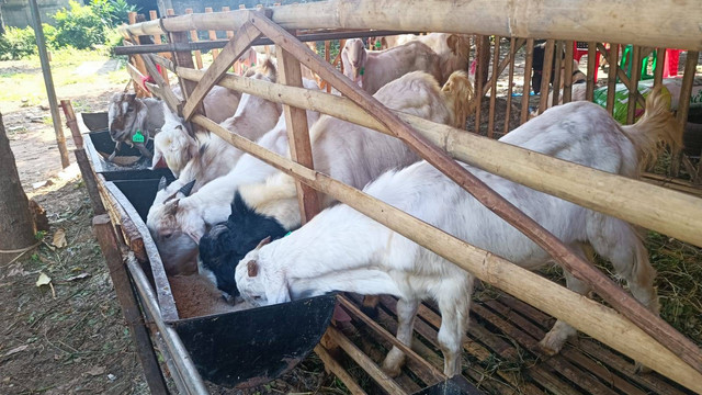 Penjualan sapi jelang Idul Adha di Lumbung Ternak Yatim, Patra Kuningan Tebet. Foto: Ghinaa Rahmatika/kumparan
