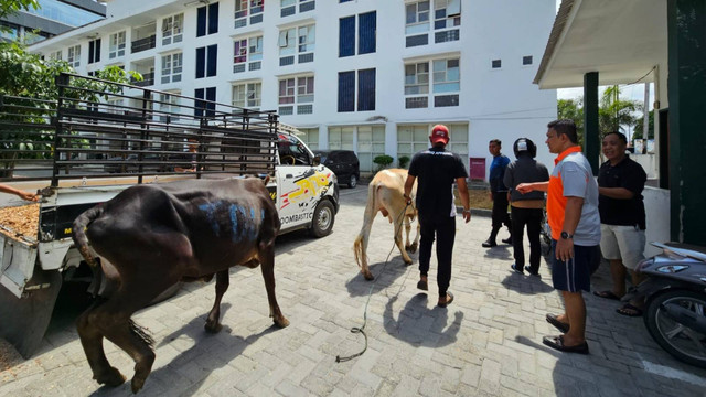 PT Trinusa Dharma Utama (TDU) menyerahkan 19 ekor sapi untuk kurban ke berbagai pihak dan mitra kerjanya di Provinsi Sulawesi Tengah. Foto: Istimewa