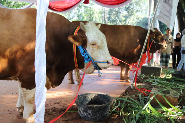 Warga melihat sapi kurban milik Presiden Jokowi dan Wapres Ma'ruf Amin di Masjid Istiqlal, Kamis (29/6/2023). Foto: Fitra Andrianto/kumparan