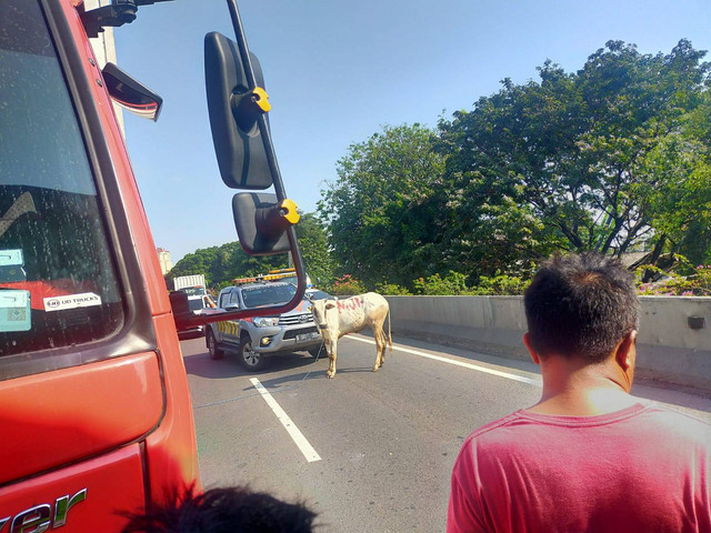 Seekor sapi mengalami stres dan melarikan diri dari tempat penyembelihan di Mesjid Jami' Nurudin Jl.Gedung Panjang RT 04 RW 10 Pekojan Tambora Jakarta Barat, Kamis (29/6). Foto: Dok. Istimewa
