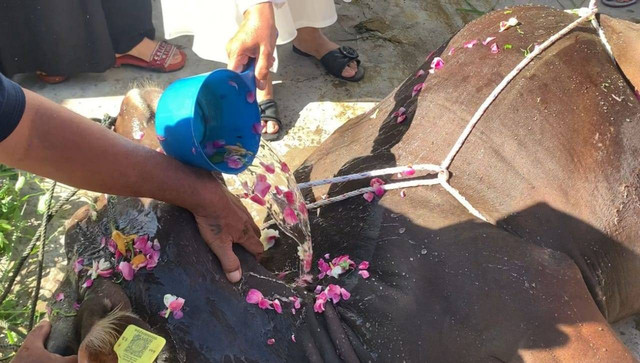 Prosesi penyembelihan hewan kurban jemaah Tarekat Syattariyah di Masjid Nurul Huda, Purus Baru, Kota Padang. Foto: Dok. kumparan