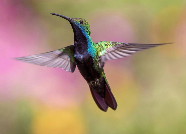 Ilustrasi jenis burung kolibri. Sumber: Pexels/pixabay.com 
