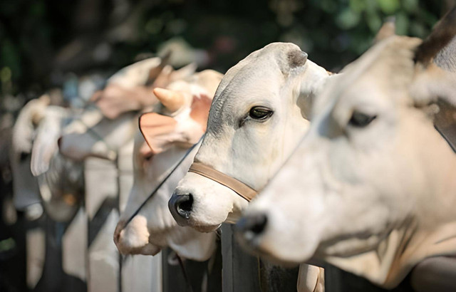 Gambar hewan kurban. Foto: untungsubagyo/Shutterstock