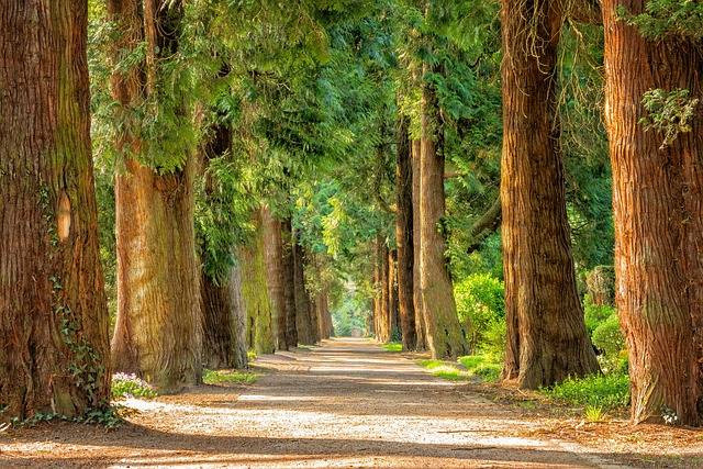 Ilustrasi gambar fungsi jaringan sklerenkim. Sumber foto: Pixabay.com