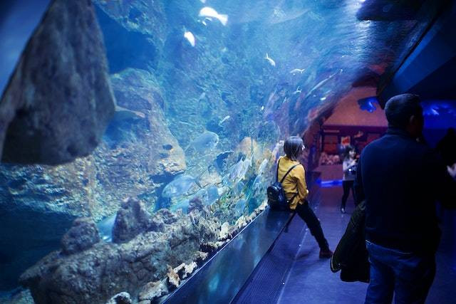 Ilustrasi wisata aquarium terbesar di Indonesia, sumber foto: Abdulmomen Bsruki/Pexels.com