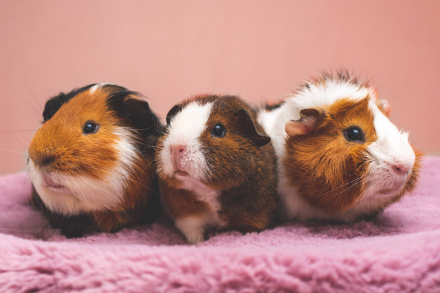 Ilustrasi Nama Hamster Jantan. Sumber: Unsplash