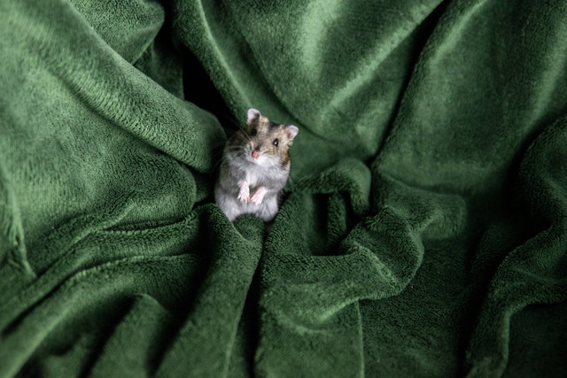Ilustrasi Karakteristik Hamster. Sumber: Unsplash