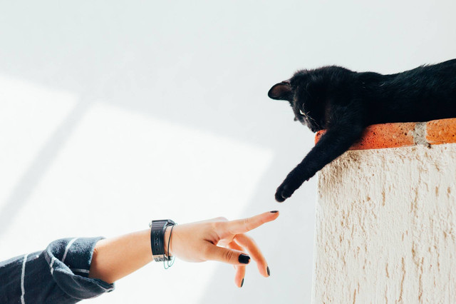 Ilustrasi syarat vaksin kucing. Sumber foto: Unsplash