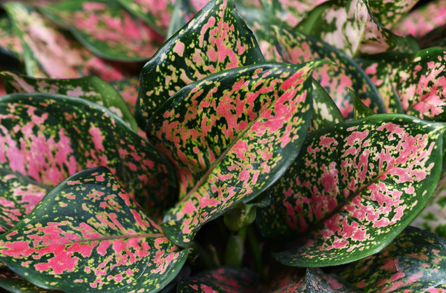 Ilustrasi jenis bunga aglaonema termahal. Sumber foto: Unsplash