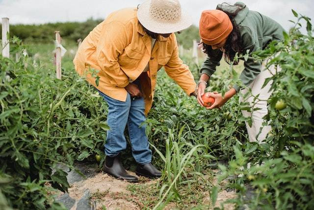 Agronomi adalah. Sumber: pexels.com