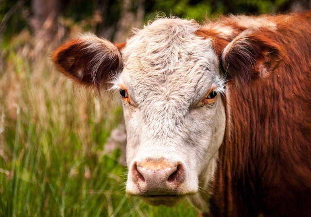 Ilustrasi Cara Menyembelih Hewan Kurban, Foto: Pexels/James Wheeler