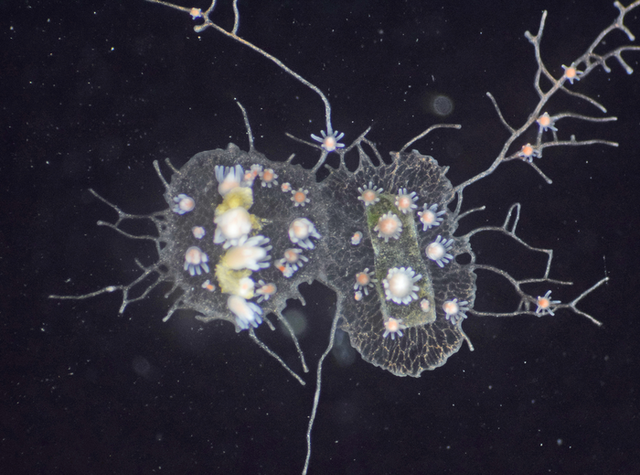 Hydractinia symbiolongicarpus, hewan abadi. Foto: Prosiding National Academy of Sciences/PNAS