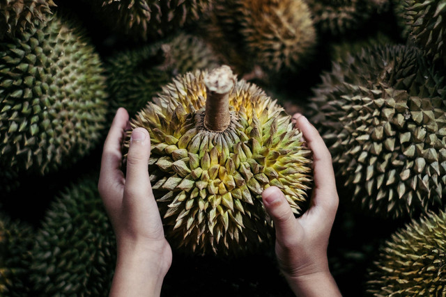 Ilustrasi menepuk buah durian. Foto: Shutterstock