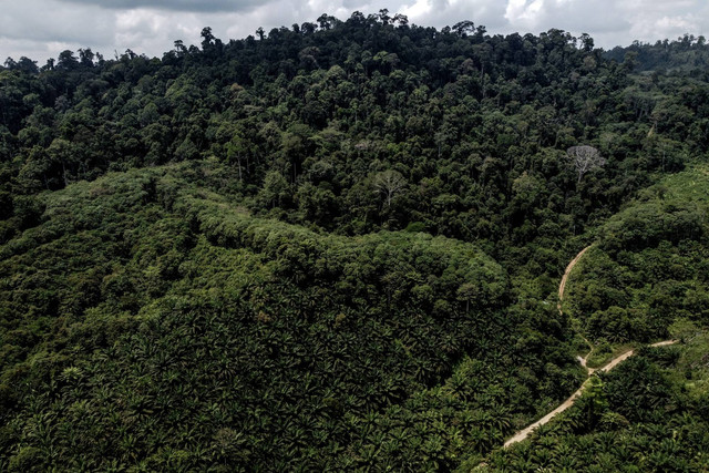 Foto aerial perkebunan kelapa sawit warga yang berada di kawasan hutan tempat masyarakat Suku Punan Batu berburu mencari makan. Foto: Hafidz Mubarak A/ANTARA FOTO