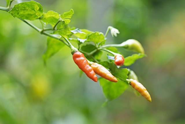 Cara Merawat Tanaman Cabe, Foto Hanya Ilustrasi: Unsplash/George triptogarden