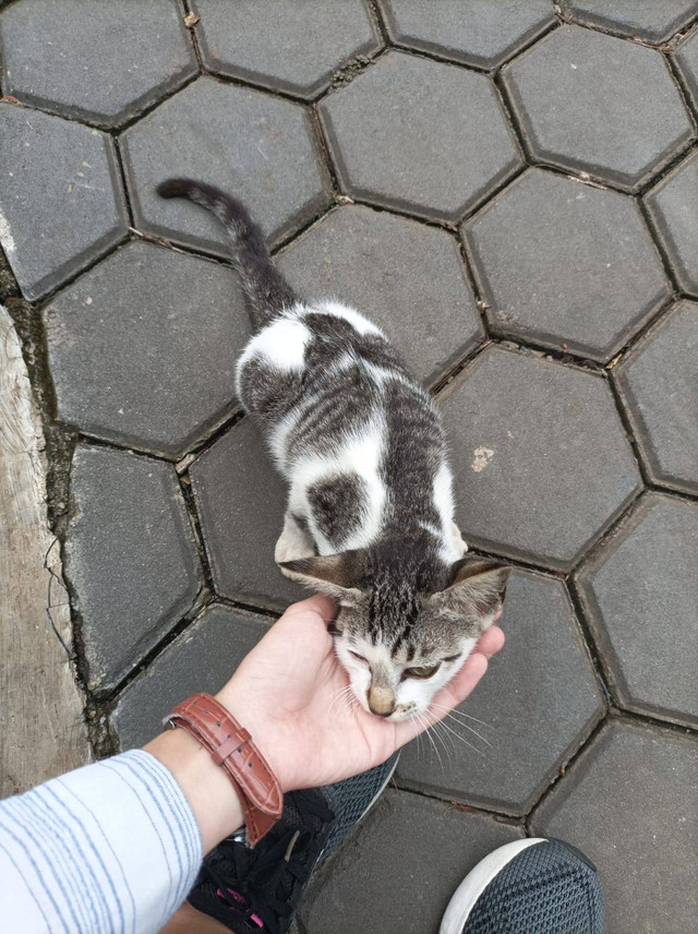 Kucing jalanan di salah satu kampus di Kota Depok (Foto: Nurul Jasmine Fathia)
