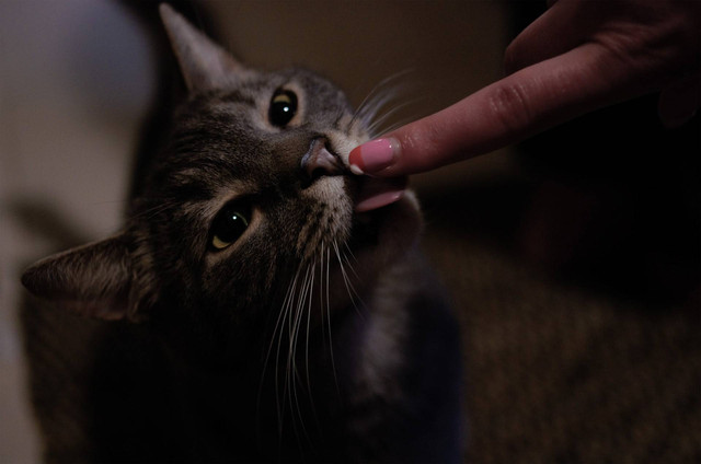 Ilusstrasi kucin kejang. Sumber foto: Unsplash
