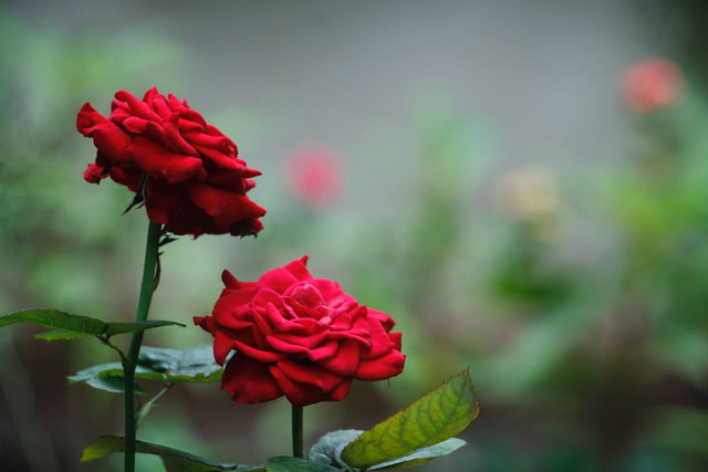 Ilustrasi cara merawat bunga mawar. Sumber foto: Unsplash 