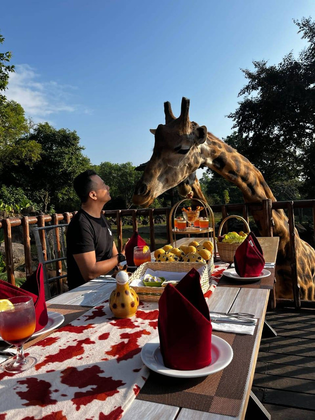 Serunya sarapan bareng jerapah di Baobab Safari Resort, Taman Safari Prigen Jawa Timur. Foto: Caroline Pramantie/kumparan