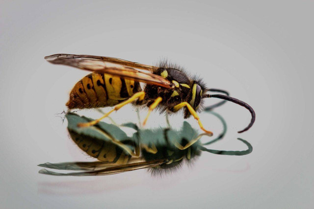 Ilustrasi jenis-jenis tawon. Foto: Pexels