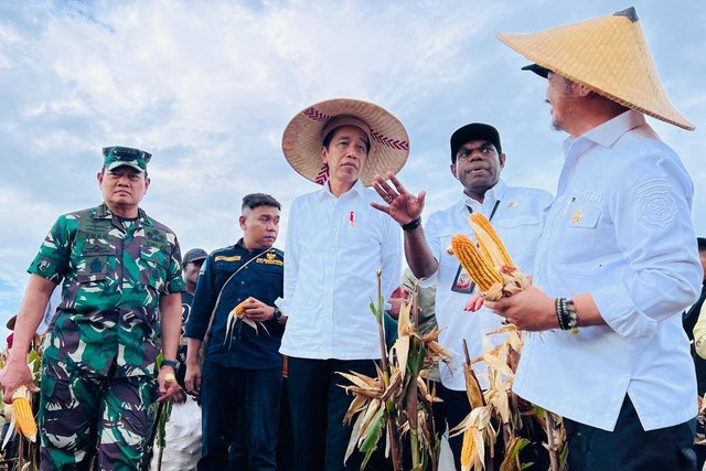Presiden Joko Widodo meninjau ladang jagung di Food Estate, Keerom, Papua, Kamis (6/7/2023).  Foto: Biro Pers Sekretariat Presiden