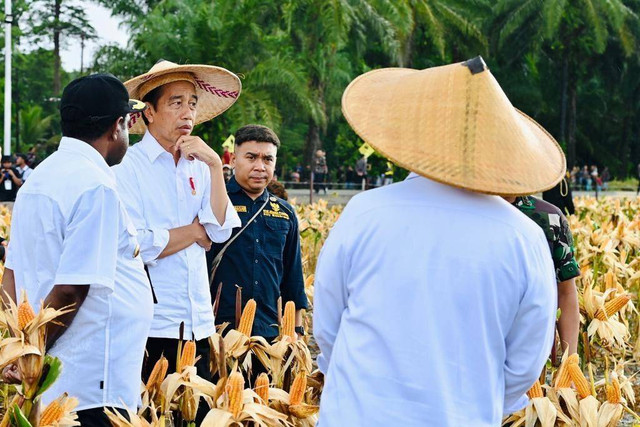 Presiden Joko Widodo meninjau ladang jagung di Food Estate, Keerom, Papua, Kamis (6/7/2023). Foto: Biro Pers Sekretariat Presiden