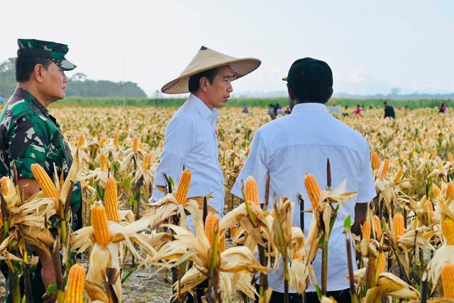 Presiden Joko Widodo meninjau ladang jagung di Food Estate, Keerom, Papua, Kamis (6/7/2023). Foto: Biro Pers Sekretariat Presiden