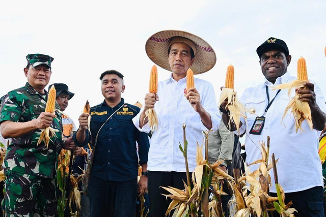 Presiden Joko Widodo meninjau ladang jagung di Food Estate, Keerom, Papua, Kamis (6/7/2023). Foto: Biro Pers Sekretariat Presiden