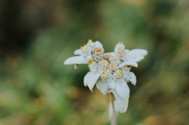 Ilustrasi arti bunga edelweis untuk pacar, sumber foto: Andreea Airinei by pexels.com