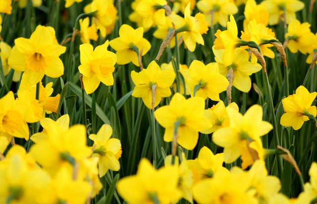 Ilustrasi arti bunga narcissus. Sumber: Pexels