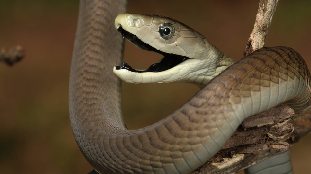 Ular paling mematikan di dunia, black mamba. Foto: NickEvansKZN/Shutterstock
