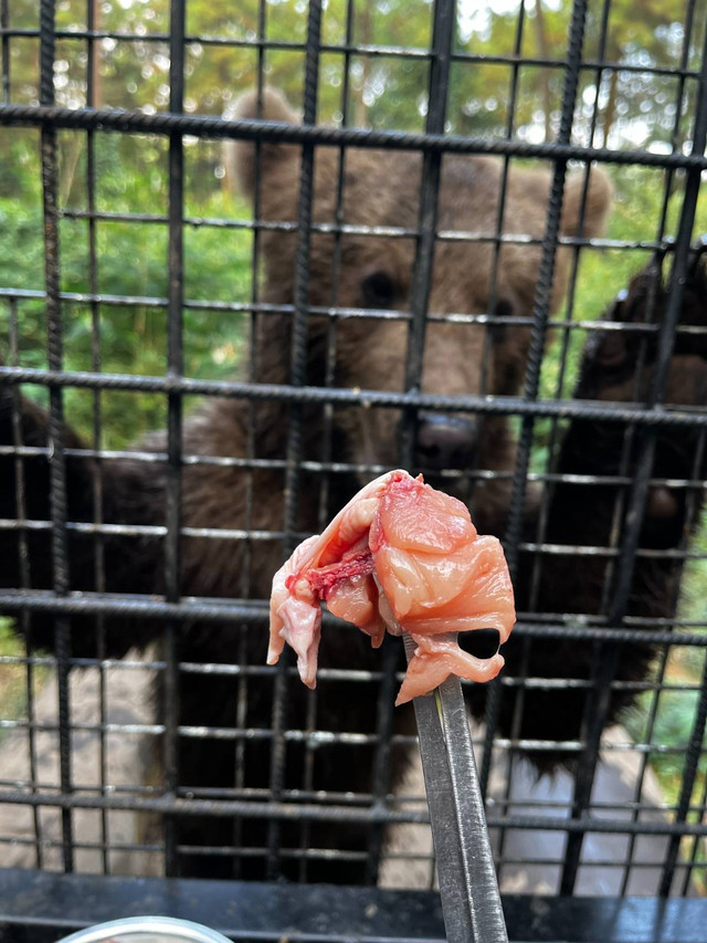 Carnivore Feeding Adventure di Taman Safari Prigen. Foto: Caroline Pramantie/kumparan