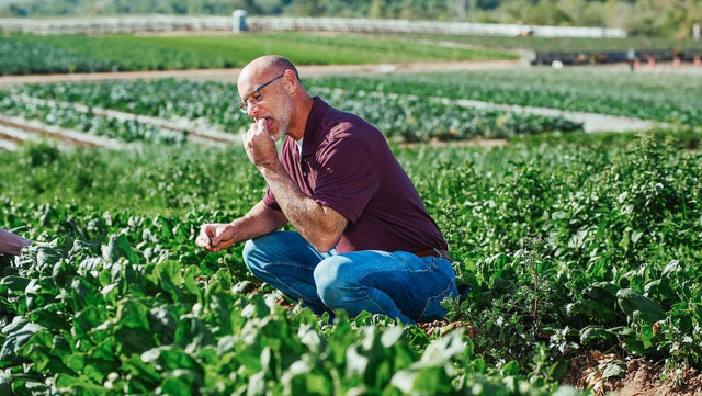 Ilustrasi cara budidaya kangkung di lahan sempit. Sumber foto: pexels/Kindel Media.