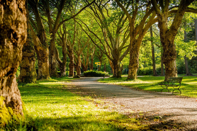 Ilustrasi Urban Forest Cipete | Sumber: Unsplash/Mike Benna