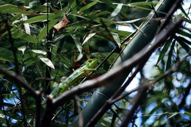 Ilustrasi manfaat air bambu, sumber foto: pexels.com/Tanguy Sauvin