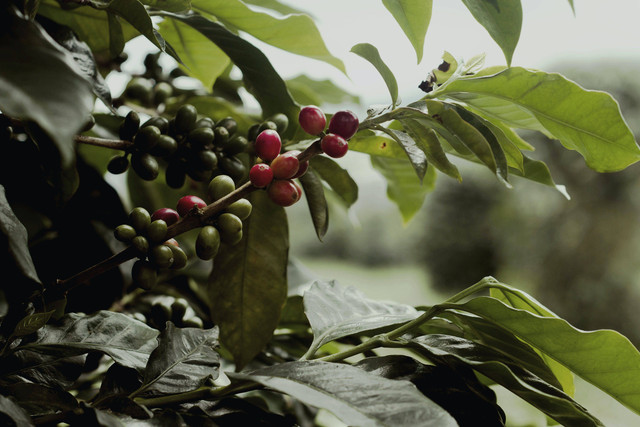 Ilustrasi Sejarah Kopi di Indonesia. Sumber Foto: azzam zicc/Pexels.com