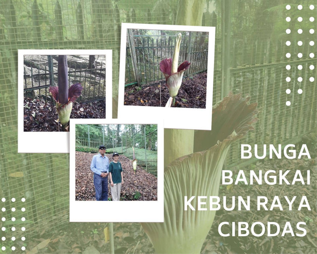 Tahun 2023, Bunga Bangkai Mekar Dua Kali di Kebun Raya Cibodas 