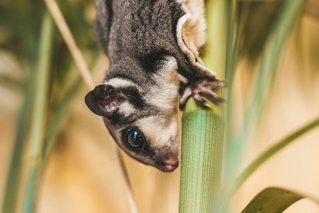 Ilustrasi hewan sugar glider. Sumber foto: Unsplash
