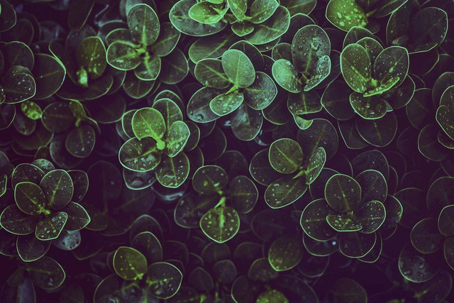 Ilustrasi manfaat daun Mangkokan. Sumber: Pexels/NEOSiAM  2021